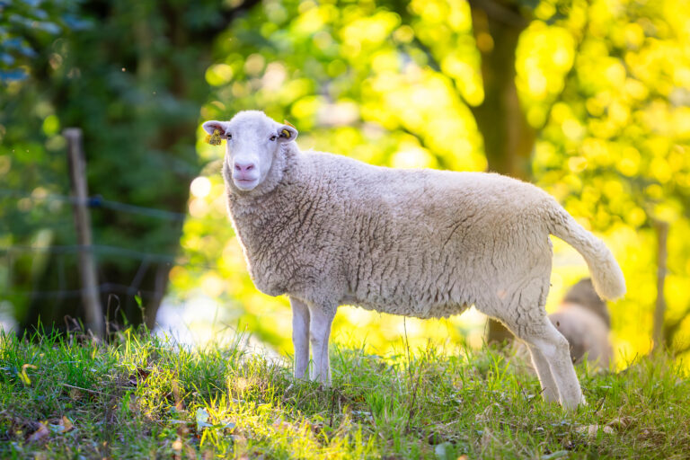 Photo pour une ferme Bretonne