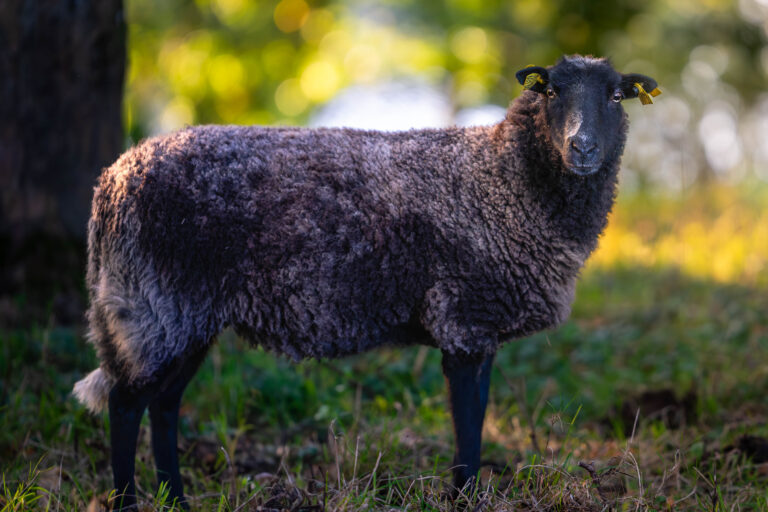 Photo pour une ferme Bretonne