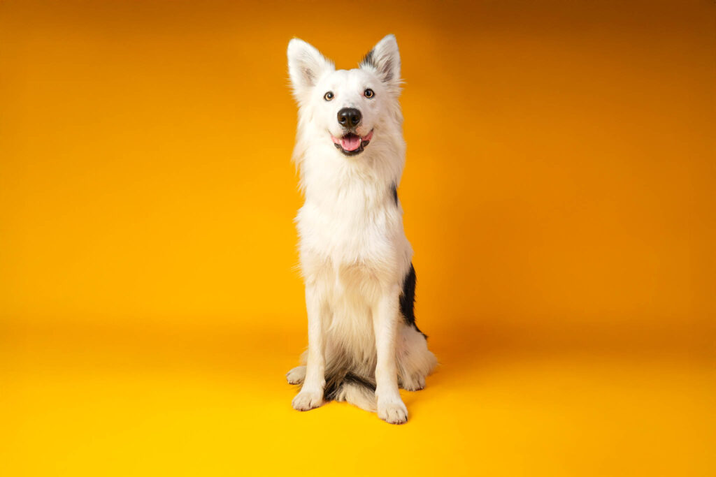 Nouveau dossierweb-2